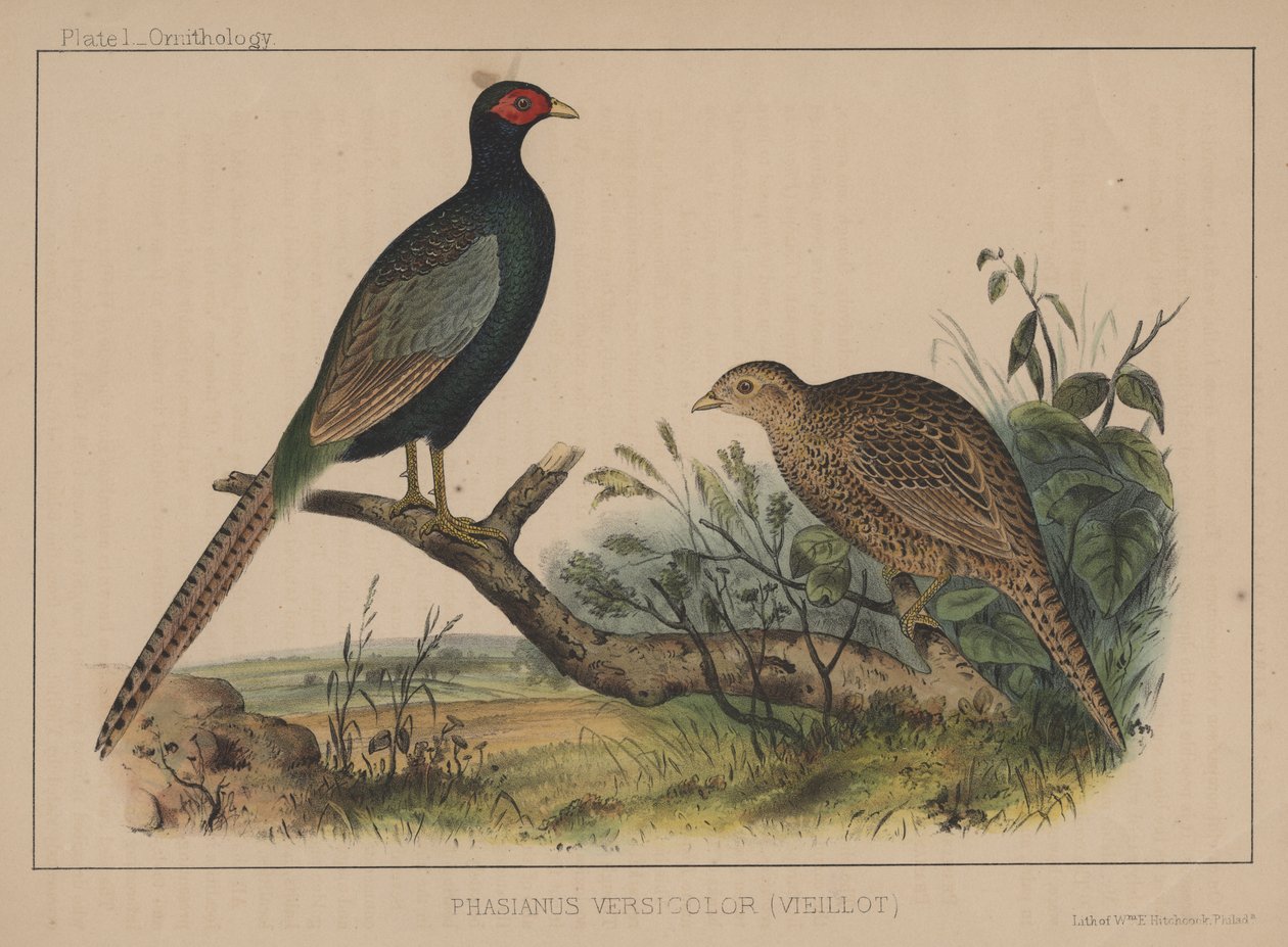 Phasianus Versicolor (Vieillot) door American School