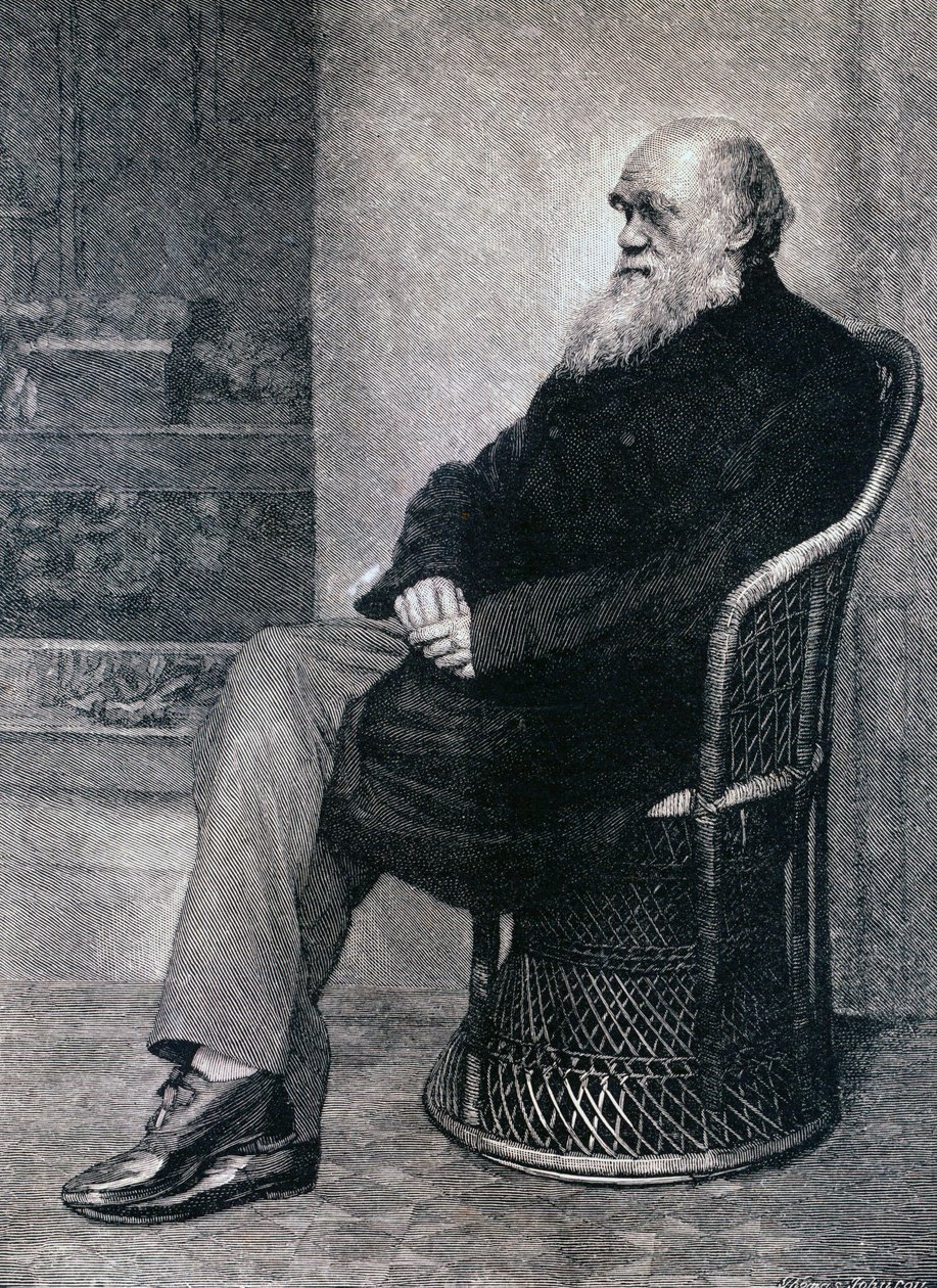 Portret van Charles Darwin door American School