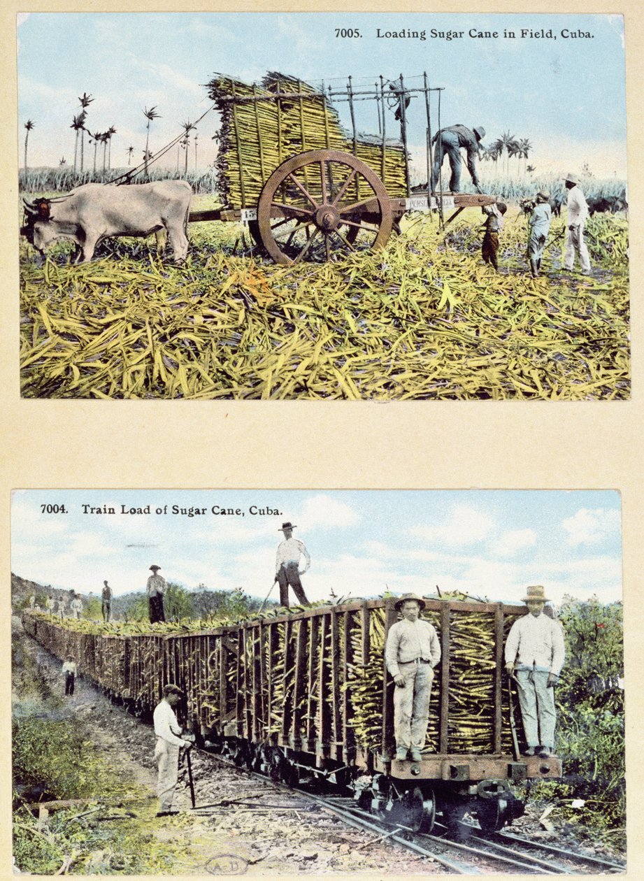 Ansichtkaarten met afbeeldingen van suikerrietplantages in Cuba, ca. 1910 door American School