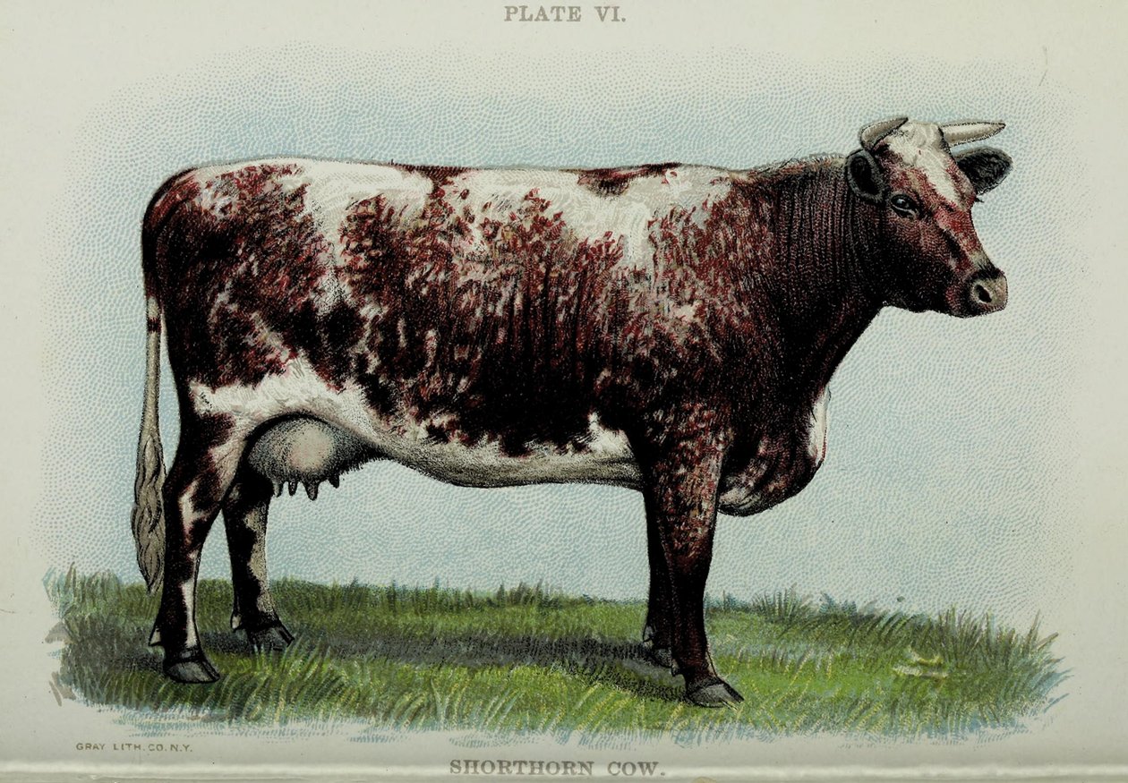 Korthoorn koe, uit "Biggle Cow Book" door Jacob Biggle, 1898 door American School
