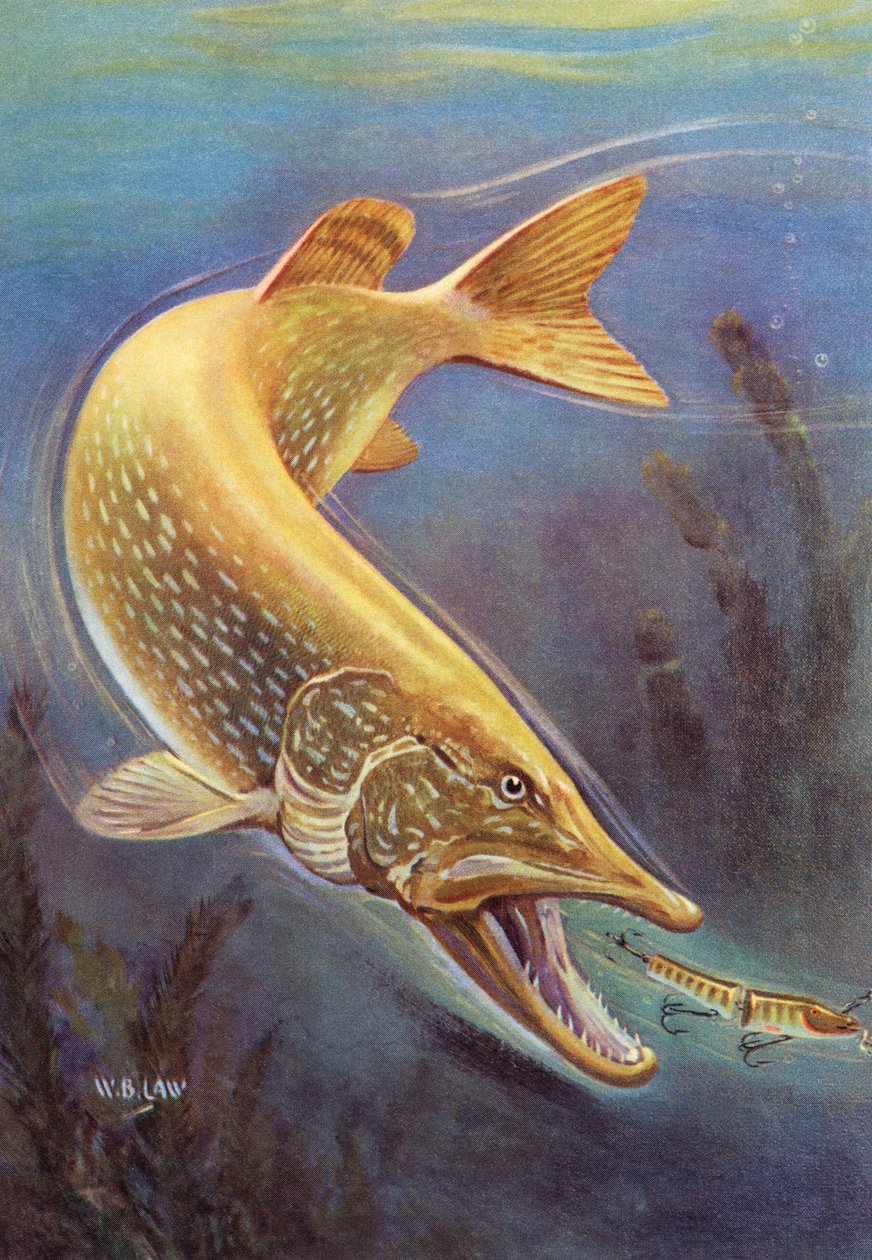 Sportvissen: Snoek die een aas aanvalt door American School