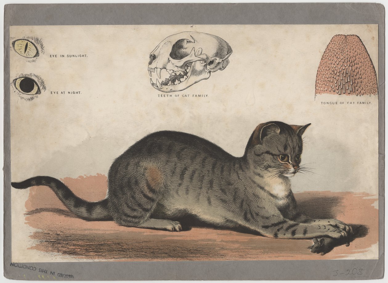 De kat door American School