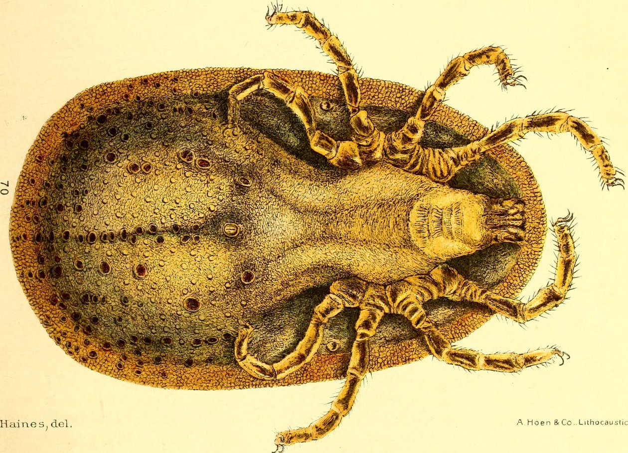Ventrale weergave van Argus Miniatus, illustratie uit 