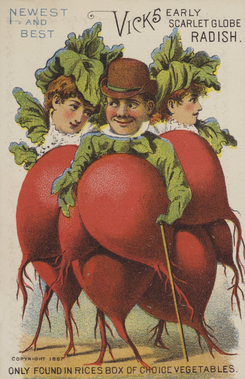 Vicks Vroege Scharlaken bol Radijs (chromolitho) door American School