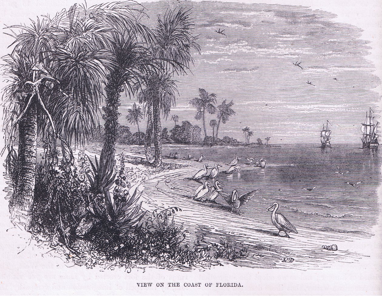 Uitzicht op de kust van Florida, illustratie uit Cassell