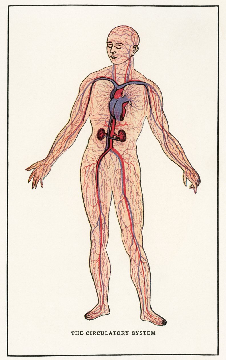 Vintage Anatomische Afbeelding van het Menselijke Bloedvatenstelsel door American School