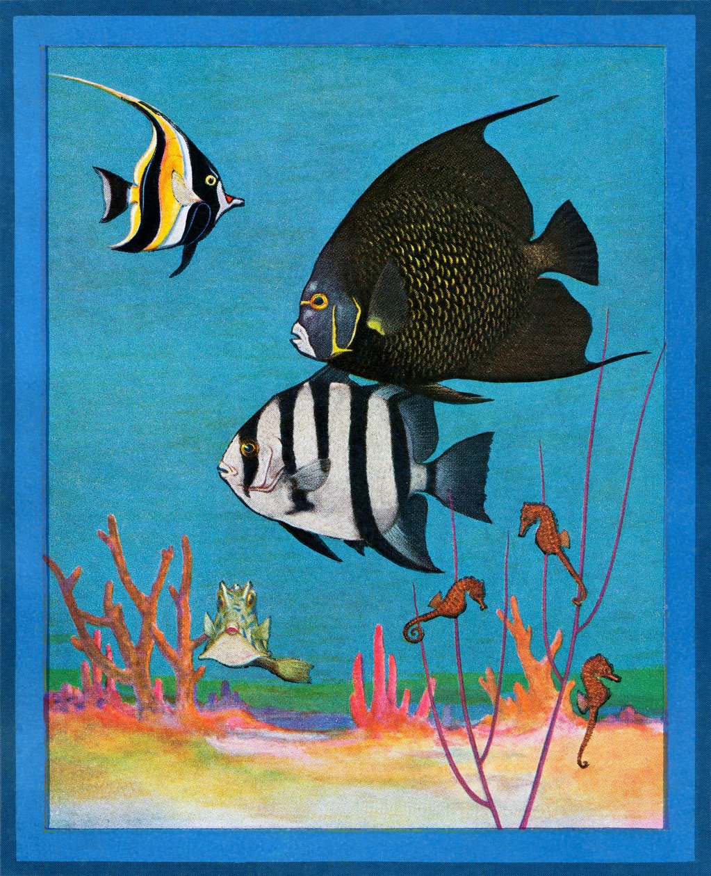 Vintage Afdruk van een Zoutwateraquarium met Tropische Vissen door American School