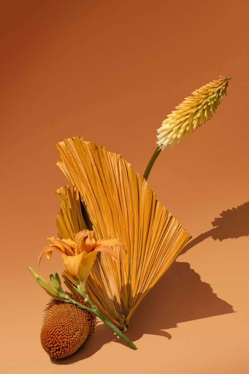 Ikebana 02, 2018 (fotografie) door Ana Carolina Tavares Mizrahi
