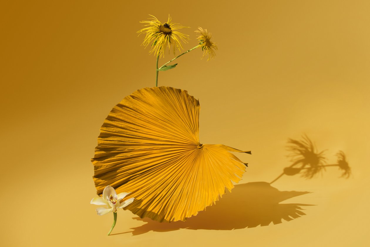 Ikebana 05, 2018 (fotografie) door Ana Carolina Tavares Mizrahi
