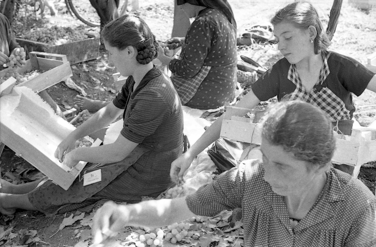 BITTERE DRUIVEN - DE DRUIVENMONDINE door Ando Gilardi