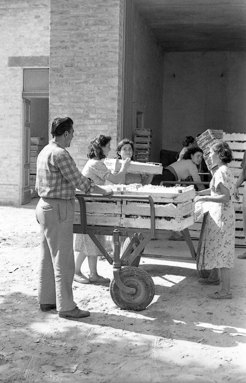 BITTERE DRUIVEN - MAGAZIJNOPSLAG door Ando Gilardi