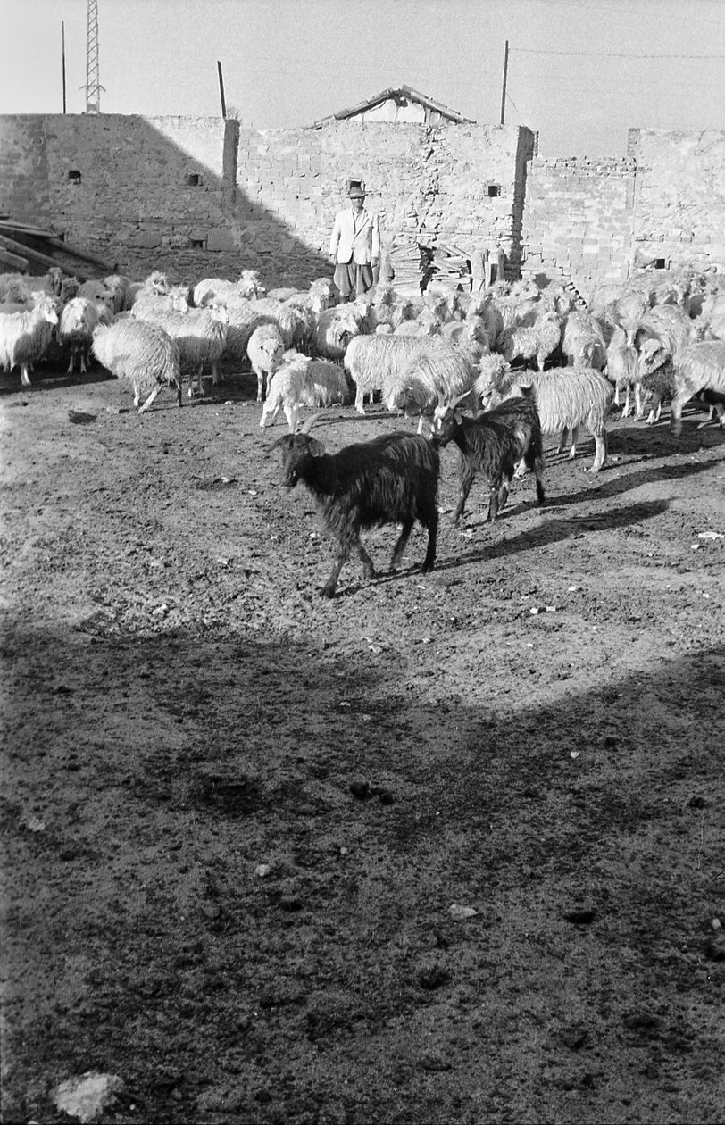 TRANSHUMANCE IN CROTONE door Ando Gilardi