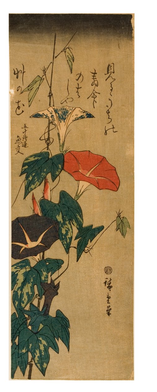 Morning Glories, ca. 1843-47 (houtsnede op papier) door Ando or Utagawa Hiroshige