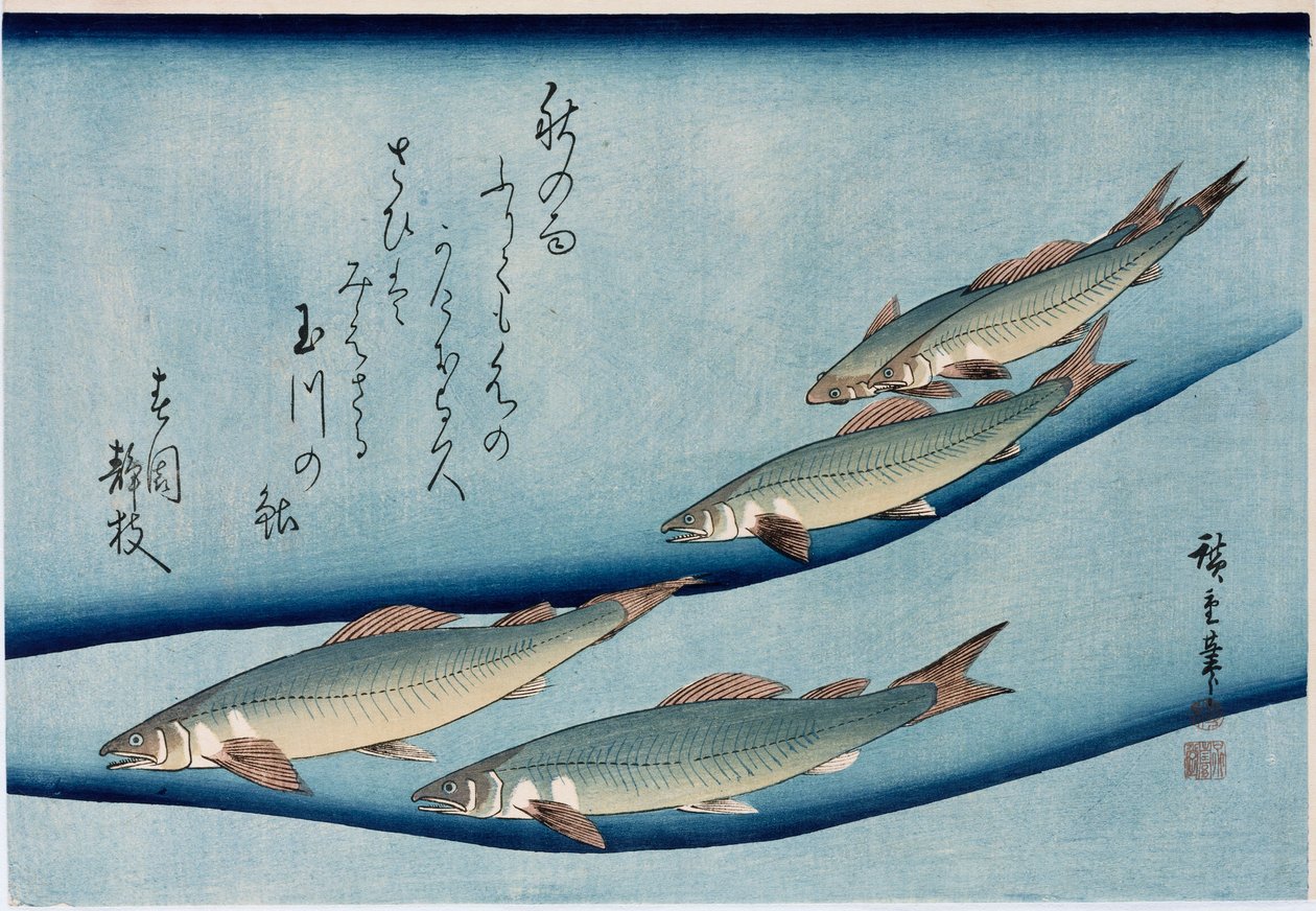Rivierforel, uit de serie Collectie van Vissen door Ando or Utagawa Hiroshige