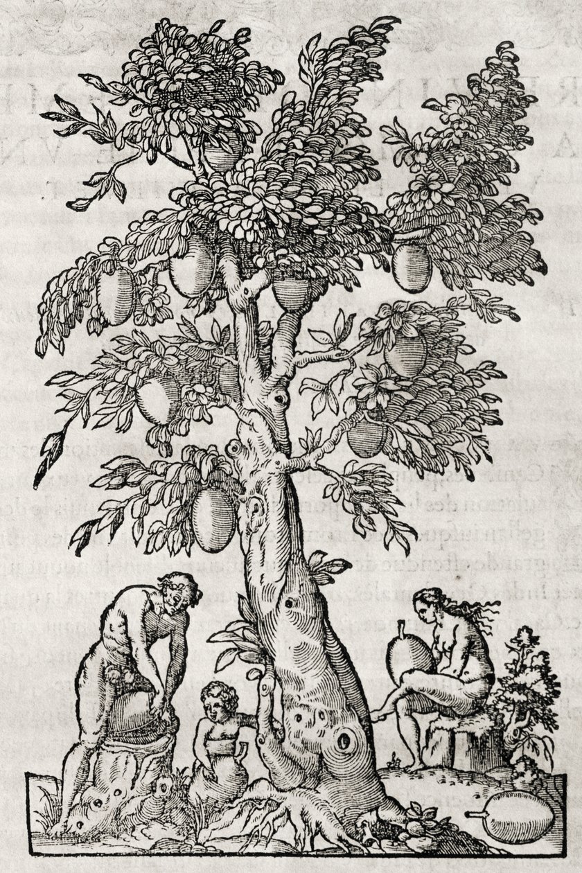 Broodvruchtboom, gravure door Andre Thevet