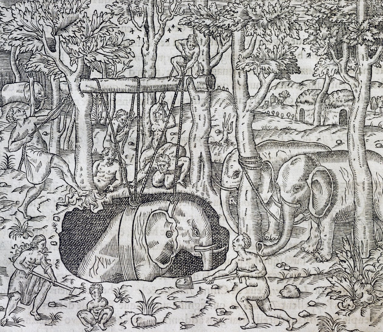 Olifantenjacht op het eiland Java, gravure uit Universele Kosmologie, door Andre Thevet, Parijs door Andre Thevet