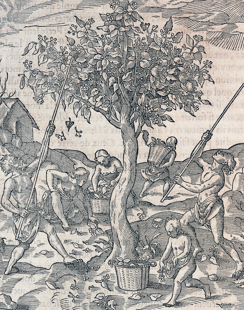 Oogsten van peper op het eiland Java, gravure uit Universal Cosmology door Andre Thevet, Parijs door Andre Thevet