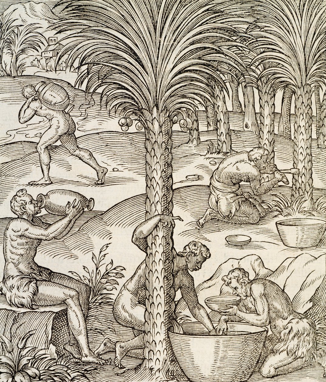 Inwoners van Kaapverdië maken drankjes van palmbomen, gravure uit Universal Cosmology, Afrika, 1575 door Andre Thevet