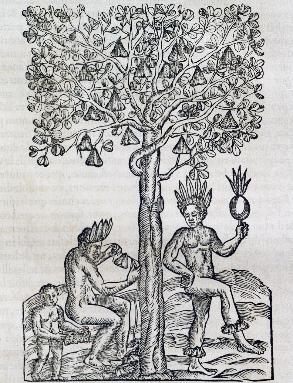 Nana fruit, tropische geneeskrachtige plant (gravure) door Andre Thevet