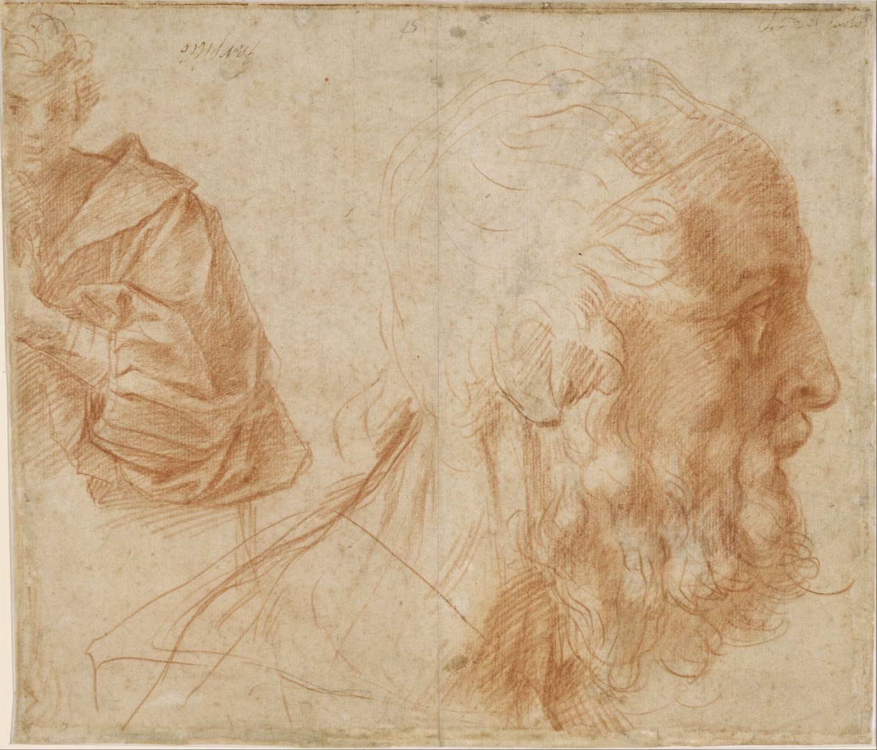 Blad met studies van een jongeling en het hoofd van een oude man die naar rechts kijkt door Andrea del Sarto