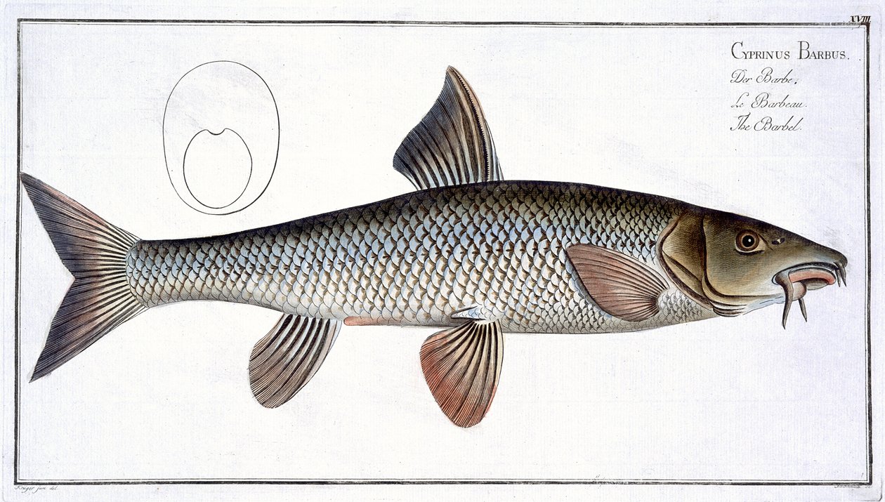 Barbel (Cyprinus Barbus) plaat XVIII uit 