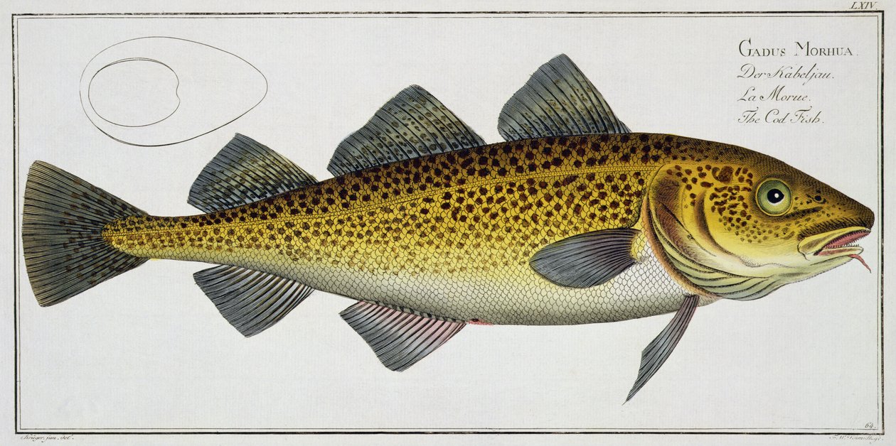 Kabeljauw (Gadus Morhua) plaat LXIV uit 'Ichthyologie, ou histoire ...