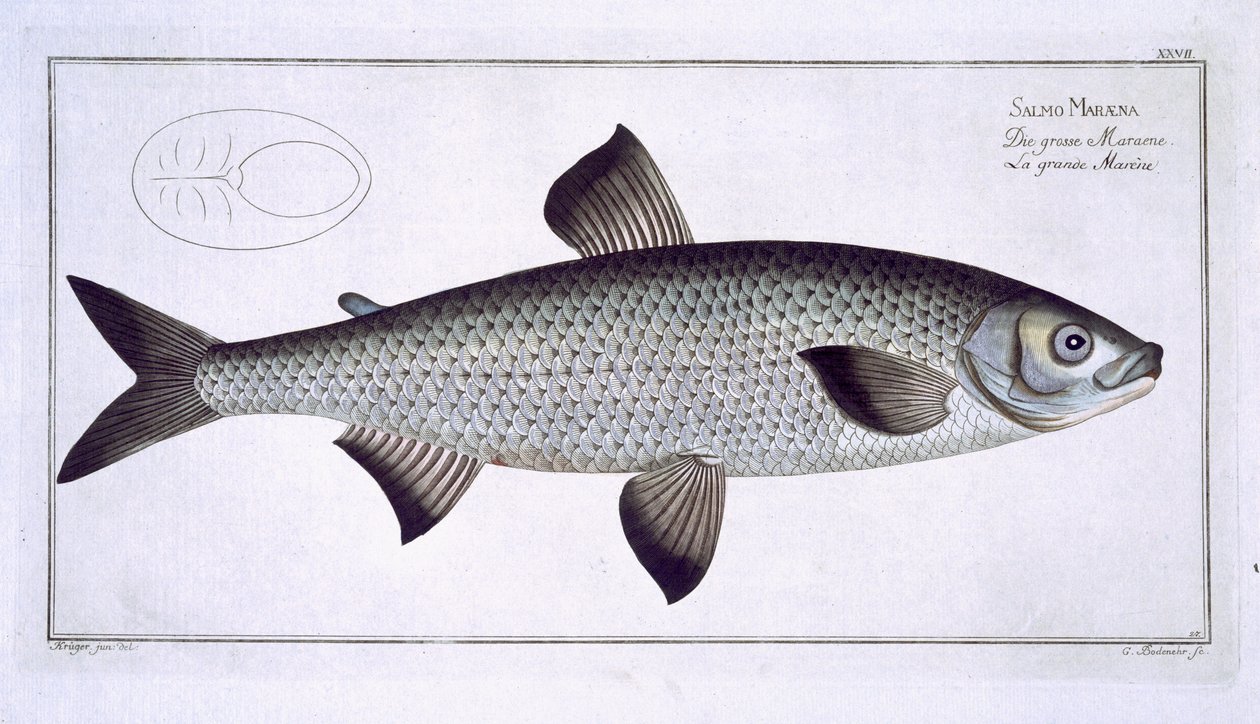 Zalm (Salmo Maraena) plaat XXVII uit 
