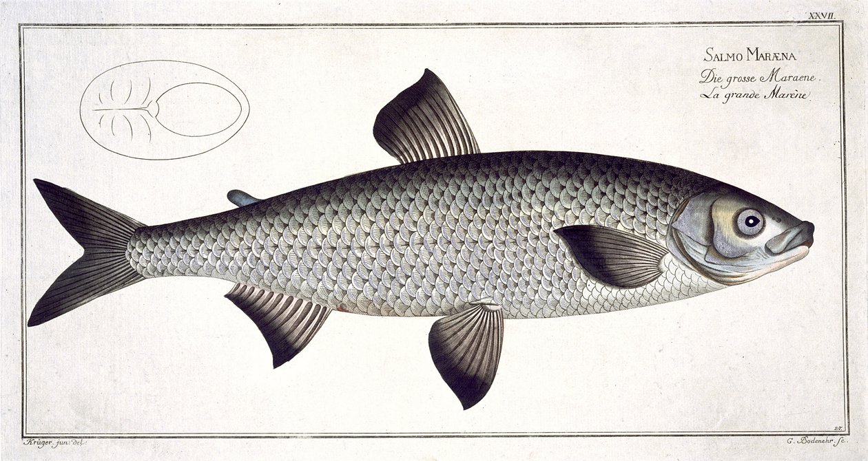 Zalm (Salmo Maraena) plaat XXVII uit 