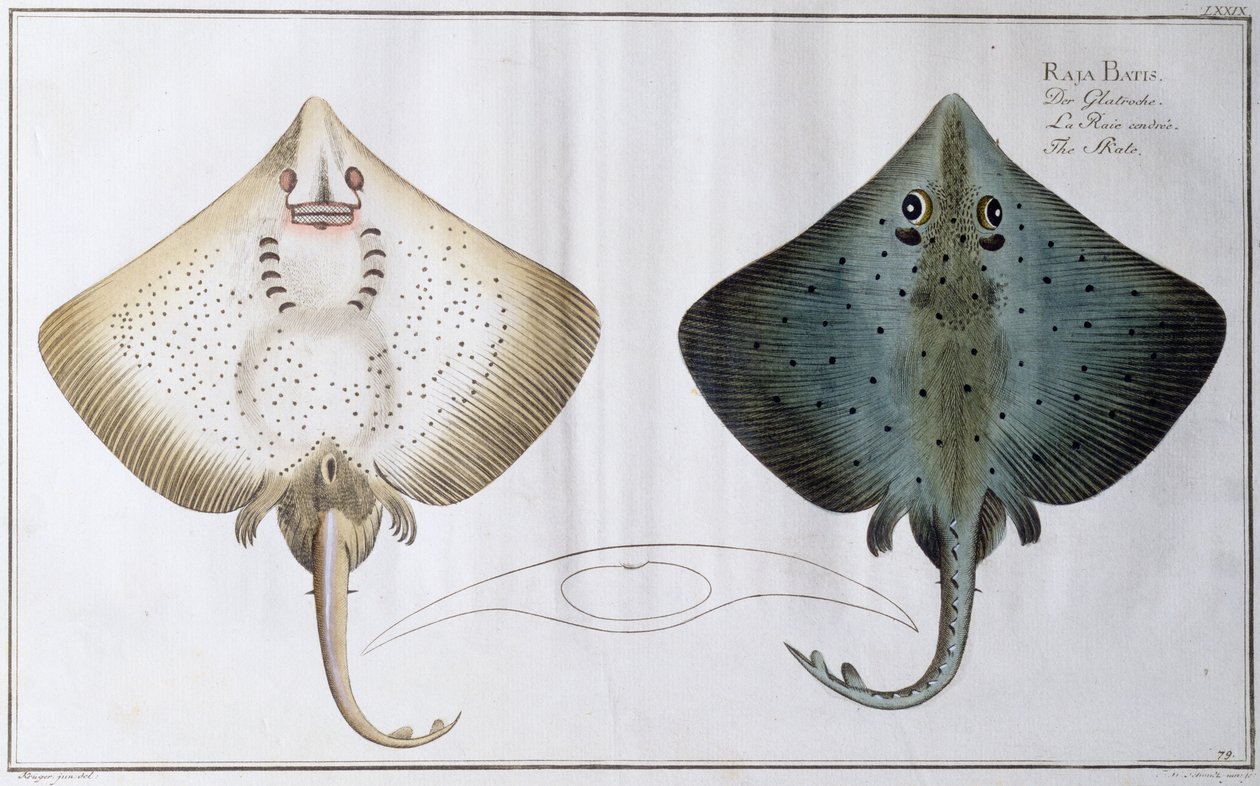 Skate: uitgegeven door Black, ca. 1790 door Andreas Ludwig Kruger