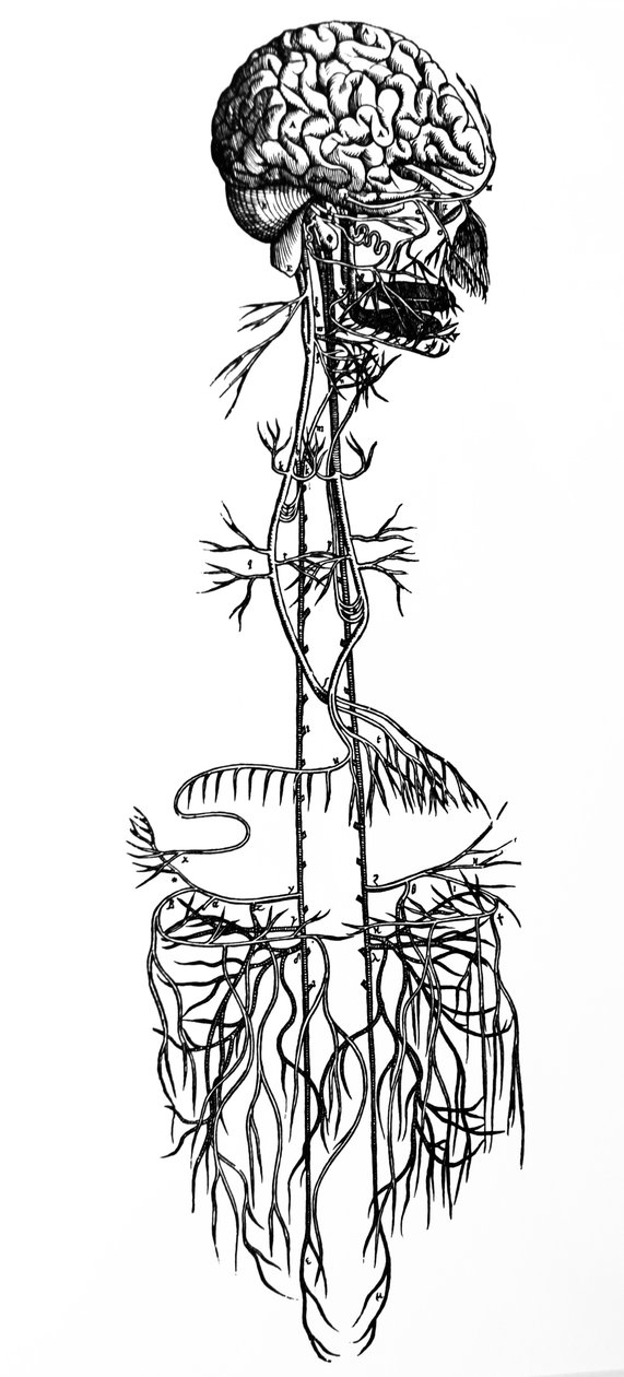 De platen uit het vierde boek van de De Humani Corporis Fabrica door Andreas Vesalius