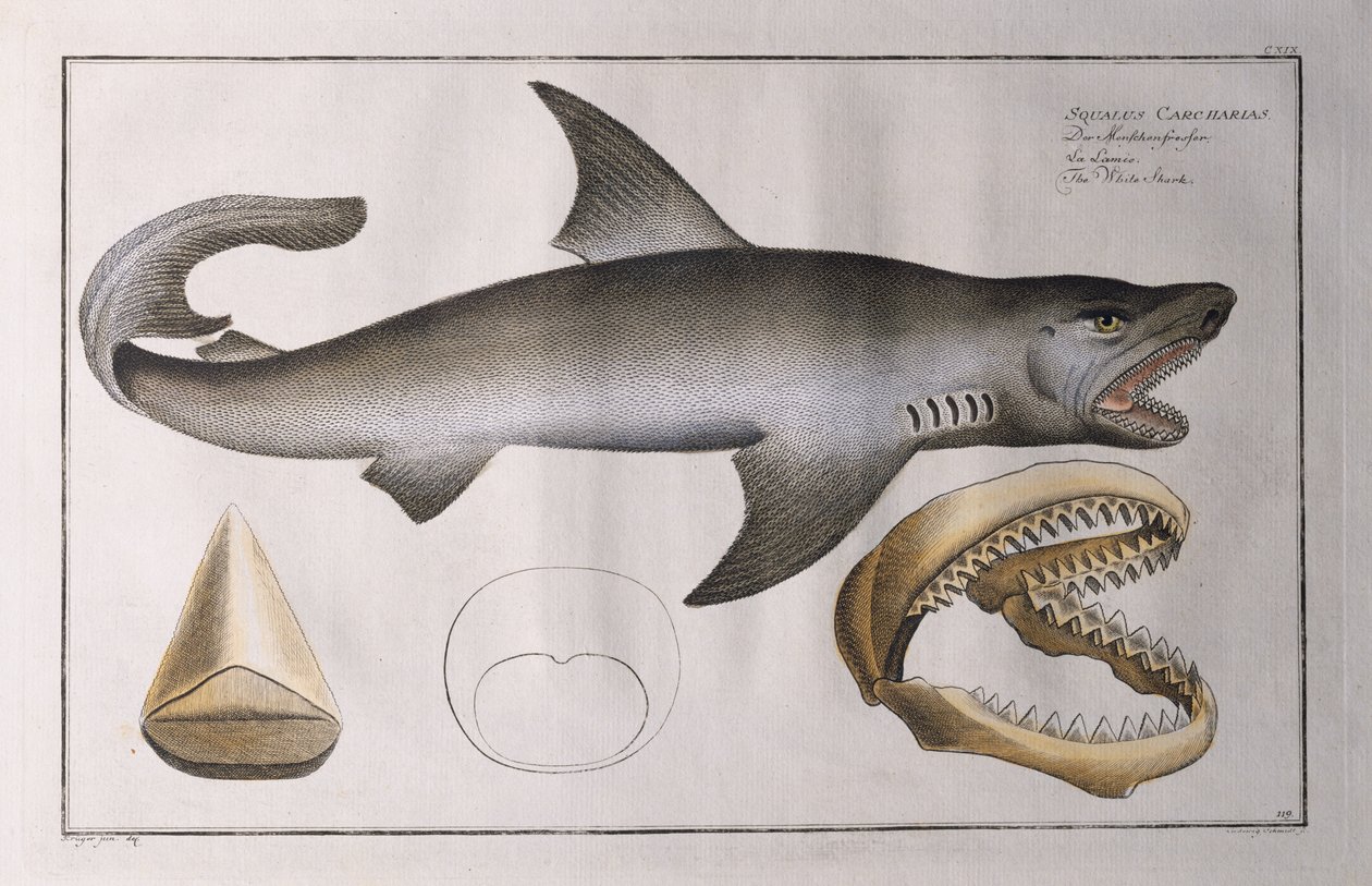 Witte haai: uitgegeven door Black, c.1790 door Andreas Ludwig Kruger