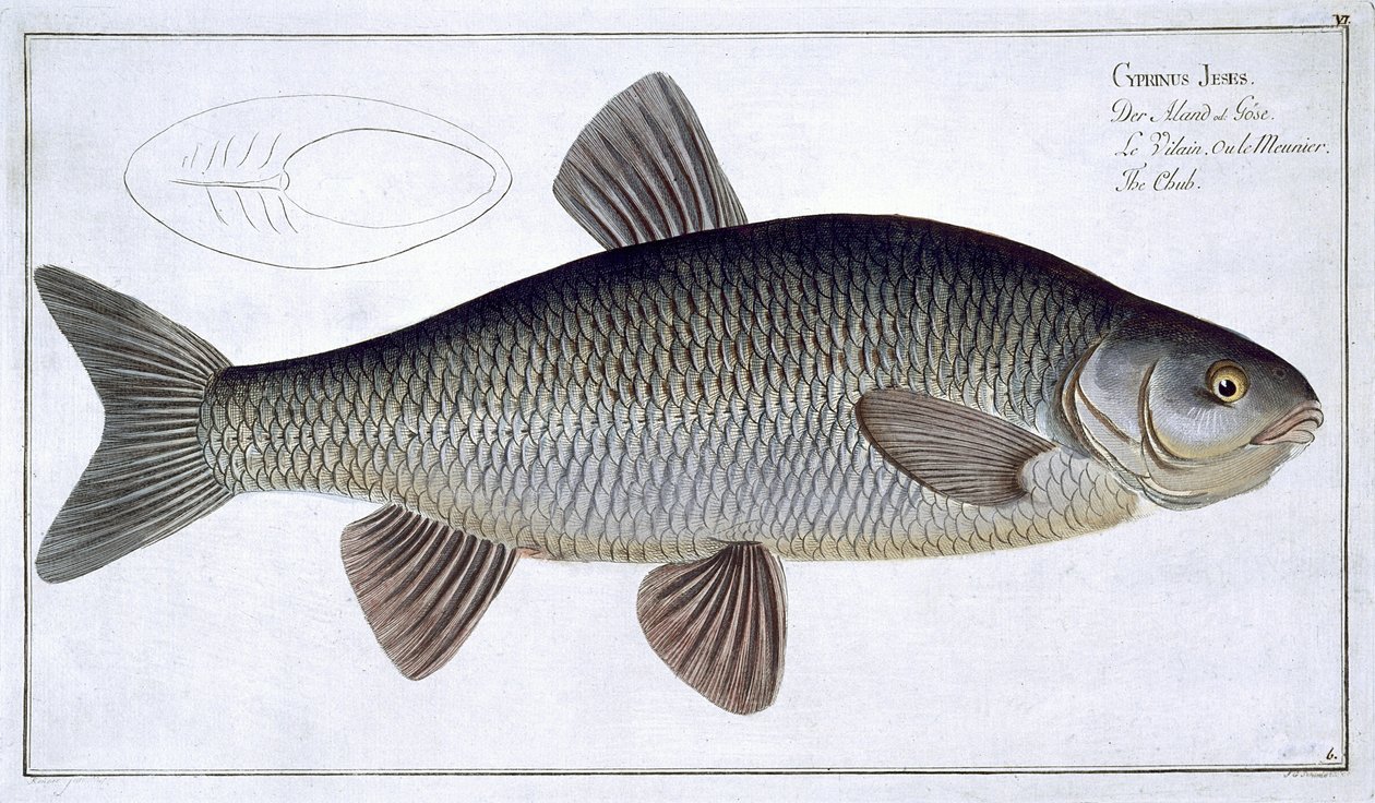 Chub (Cyprinus Jeses) plaat VI uit 