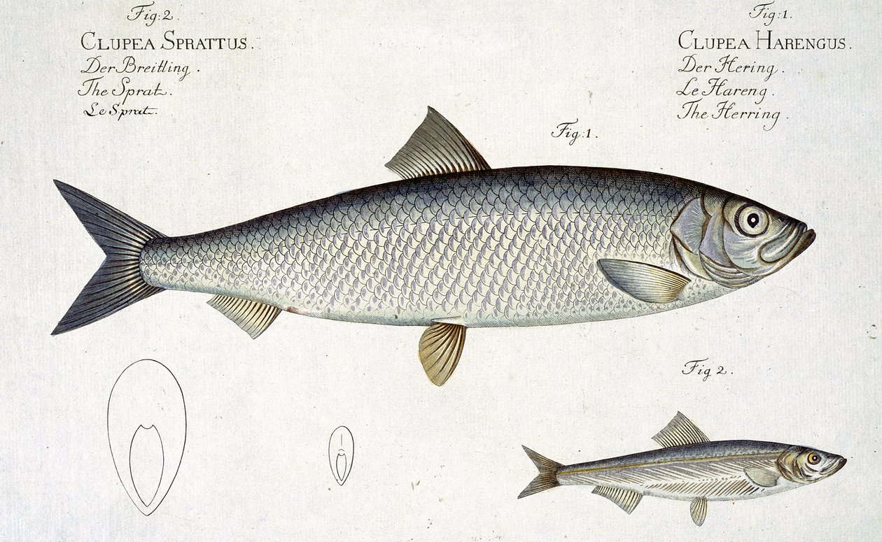Haring (Clupea Harengus) (Fig. 1) en Sprot (Clupea Sprattus) plaat XXIX uit 