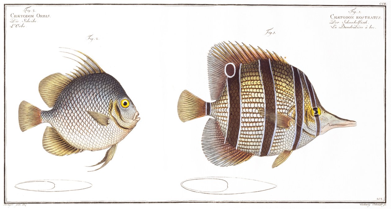 Bolvis en snavelvis, uitgegeven door Black, ca. 1790 door Andreas Ludwig Kruger