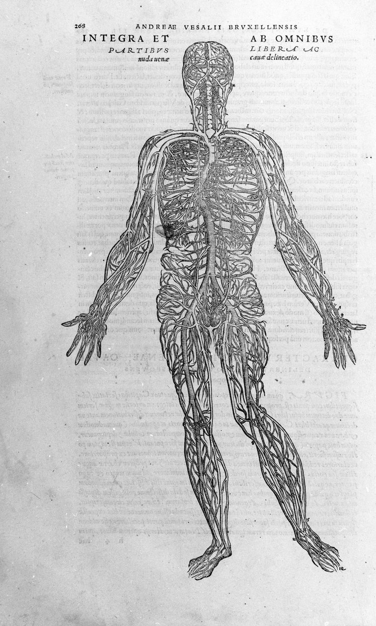 Andrea Vesalio (1514 - 1564), arts van Karel V. 