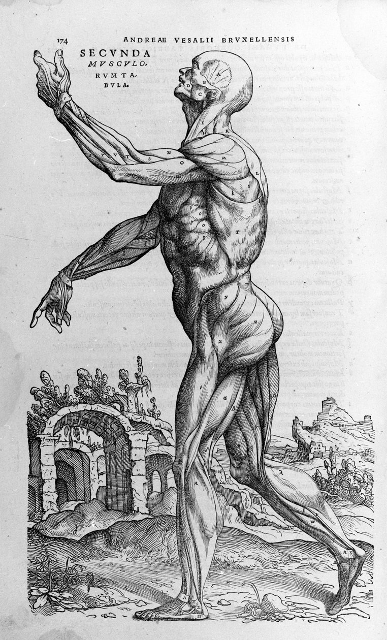 Andrea Vesalio (1514 - 1564), arts van Karel V. 