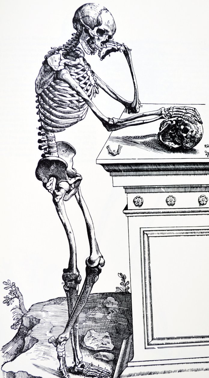 Menselijk Skelet met Schedel in de Hand. Uit "De Humani Corporis Fabrica" van Vesalius. Mogelijke Houtsnijder: Jan van Calcar door Andreas Vesalius