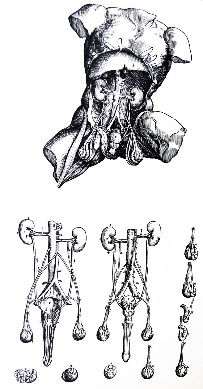 De Platen uit het Vijfde Boek van de De Humani Corporis Fabrica door Andreas Vesalius