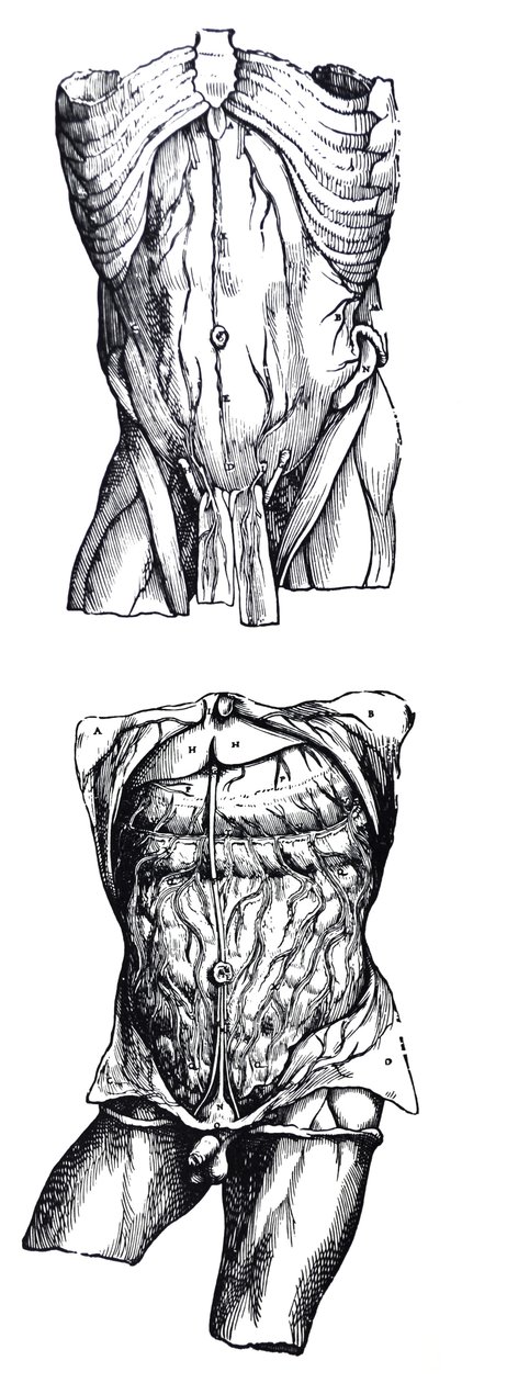 De Platen uit het Vijfde Boek van de De Humani Corporis Fabrica door Andreas Vesalius