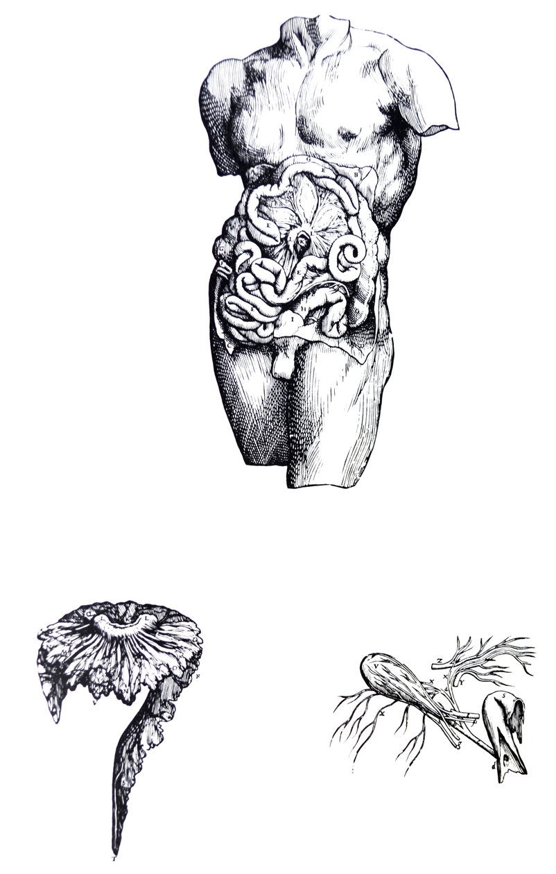 De platen uit het vijfde boek van de De Humani Corporis Fabrica door Andreas Vesalius