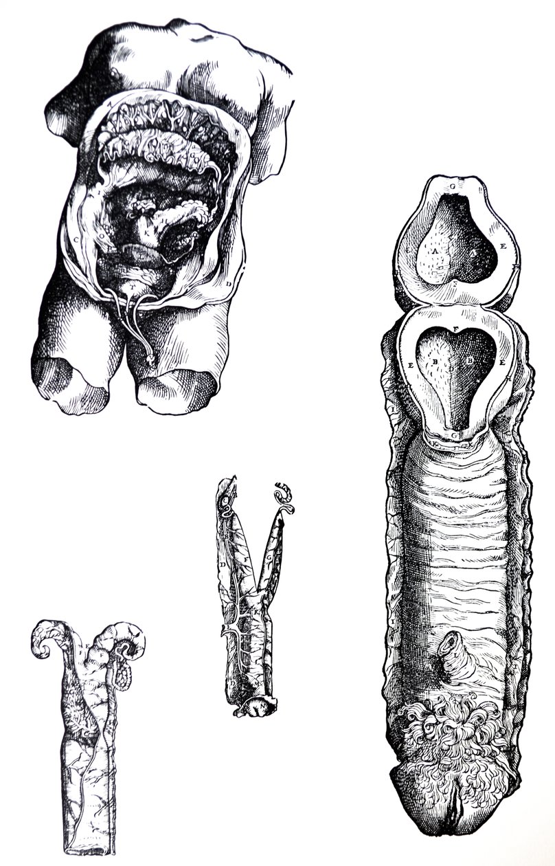 De Platen uit het Vijfde Boek van de De Humani Corporis Fabrica door Andreas Vesalius
