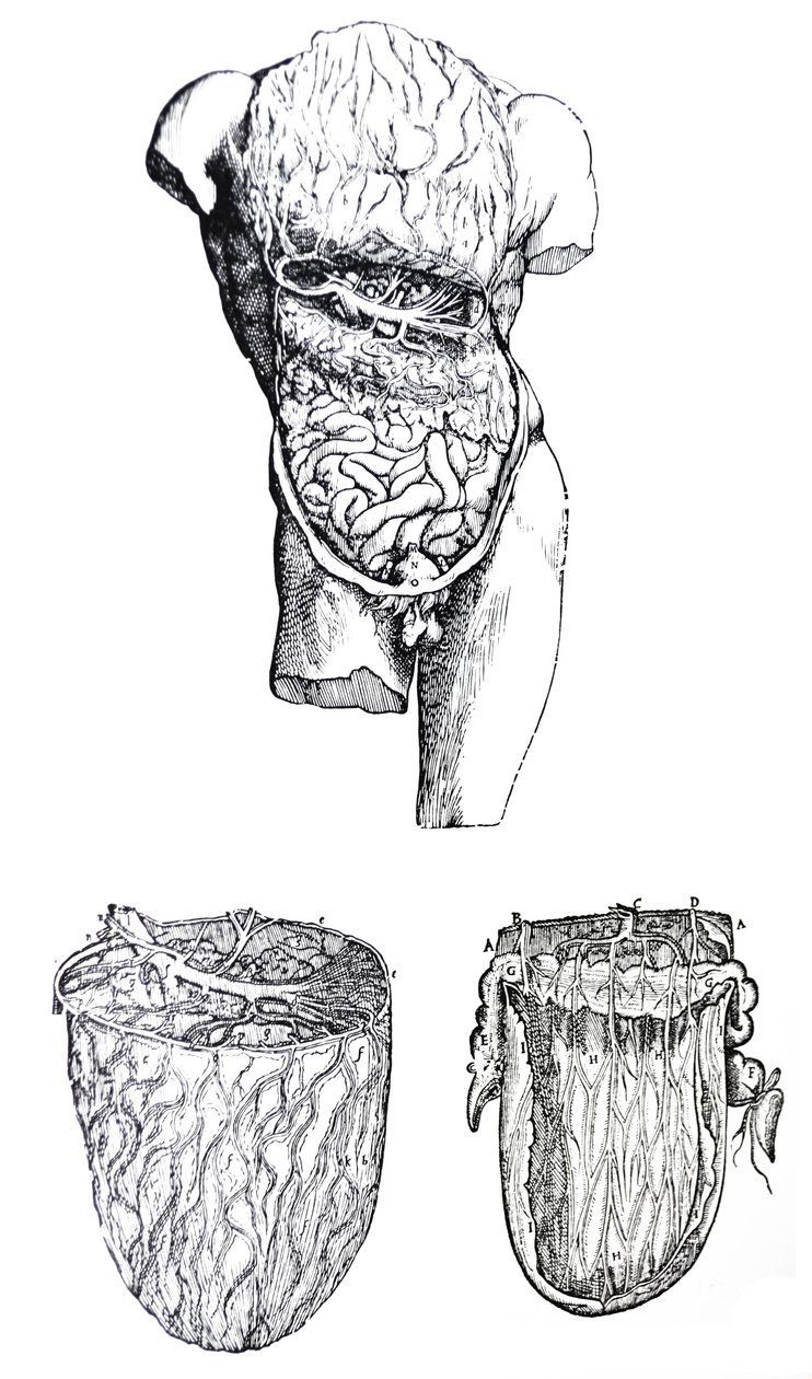 De Platen uit het Vijfde Boek van de De Humani Corporis Fabrica door Andreas Vesalius