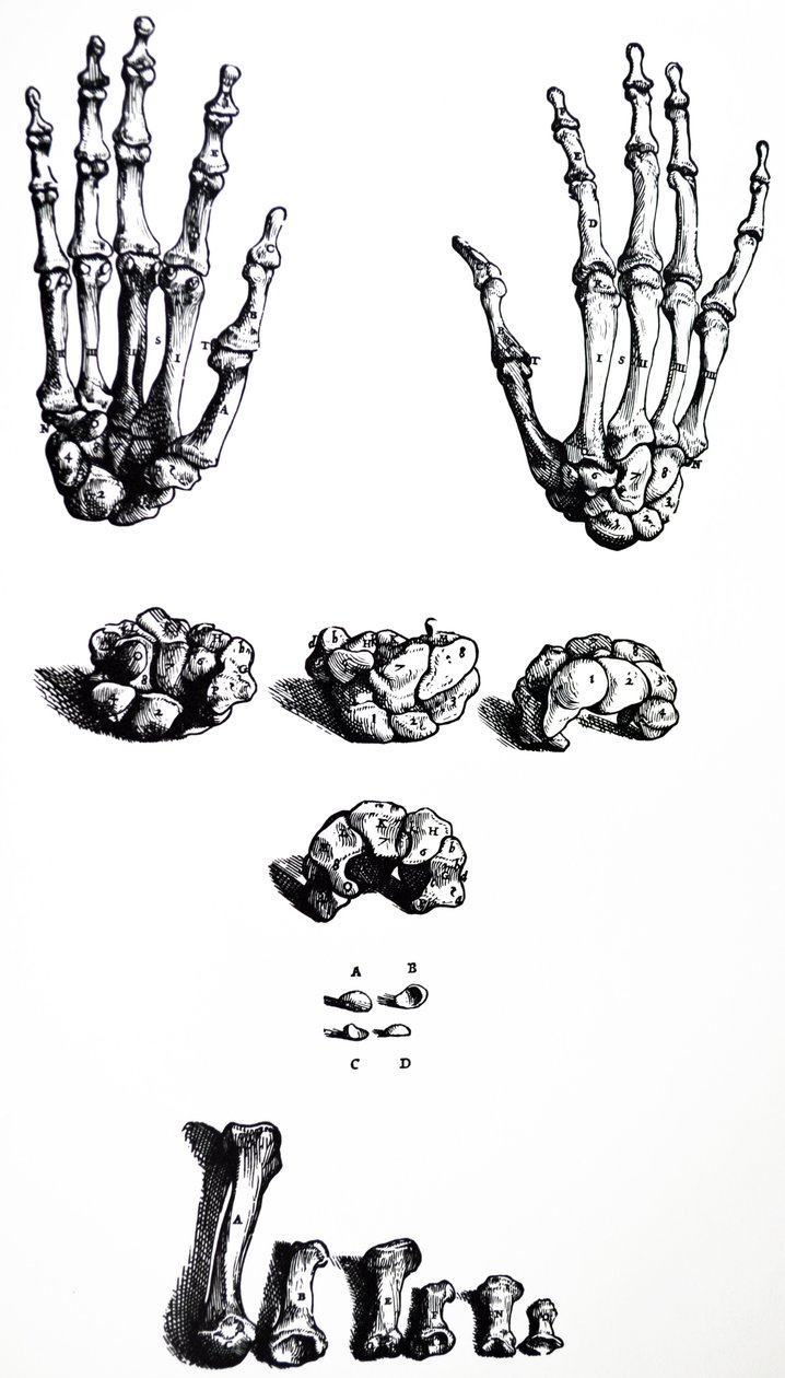 De platen uit het eerste boek van de De Humani Corporis Fabrica door Andreas Vesalius