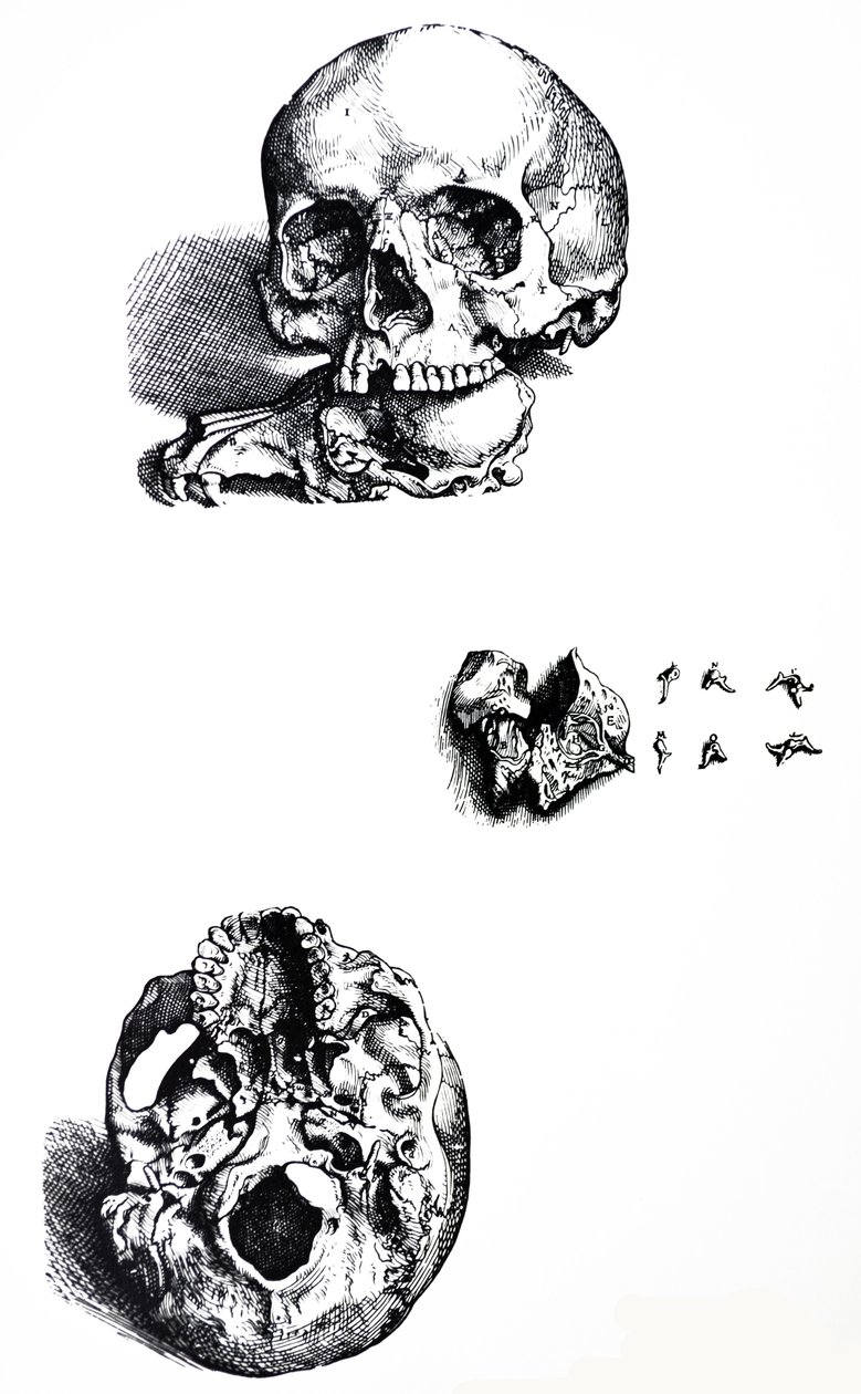 De Platen uit het Eerste Boek van de De Humani Corporis Fabrica door Andreas Vesalius