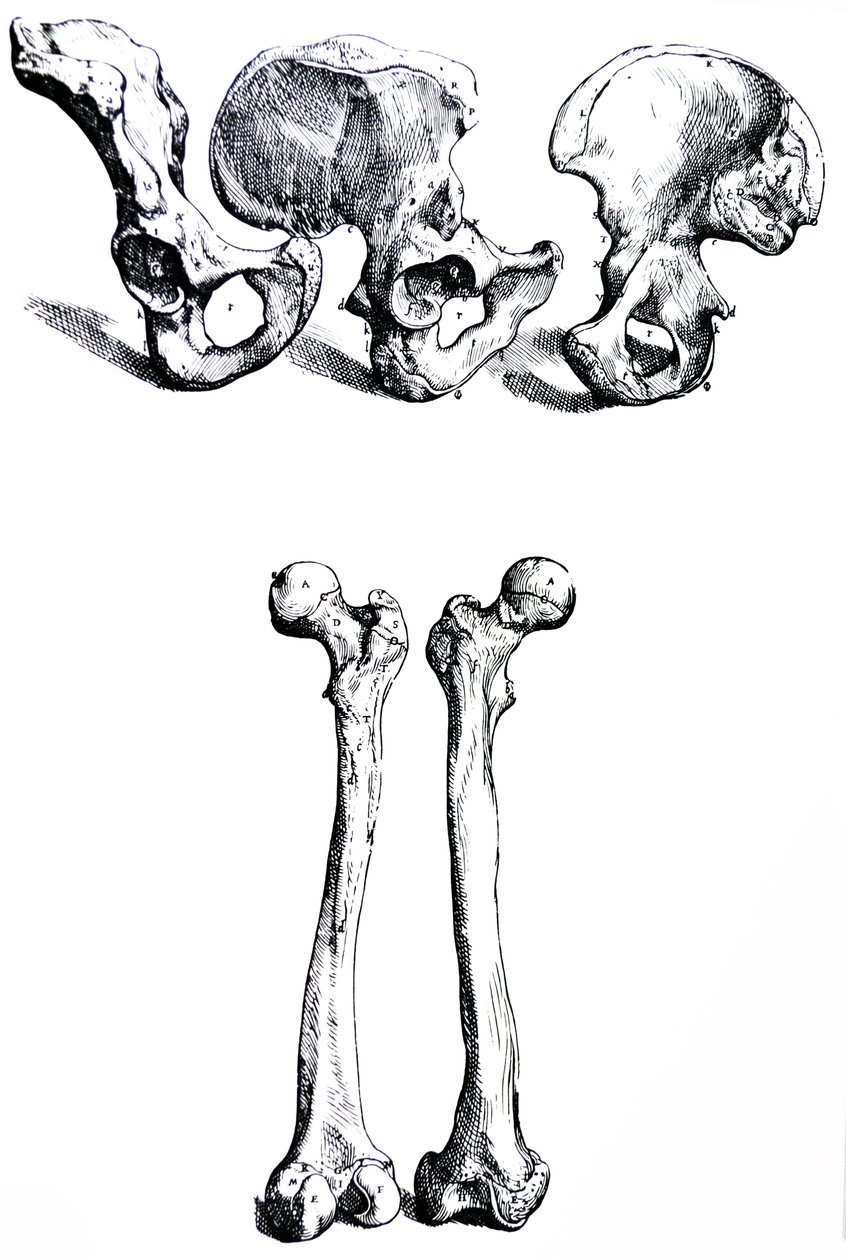 De platen uit het eerste boek van de De Humani Corporis Fabrica door Andreas Vesalius
