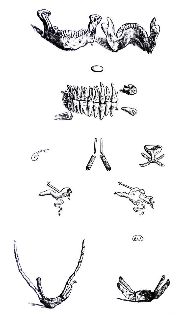 De platen uit het eerste boek van de De Humani Corporis Fabrica door Andreas Vesalius