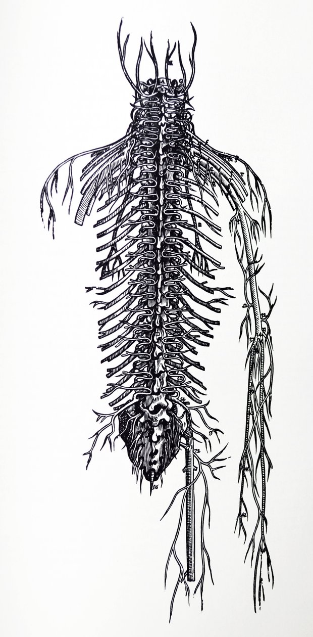 De Platen uit het Vierde Boek van de De Humani Corporis Fabrica door Andreas Vesalius