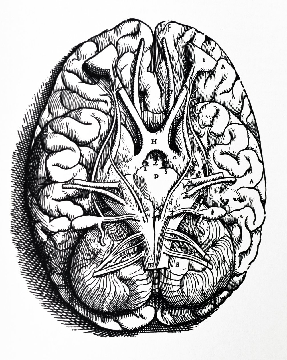 De platen uit het vierde boek van de De Humani Corporis Fabrica door Andreas Vesalius