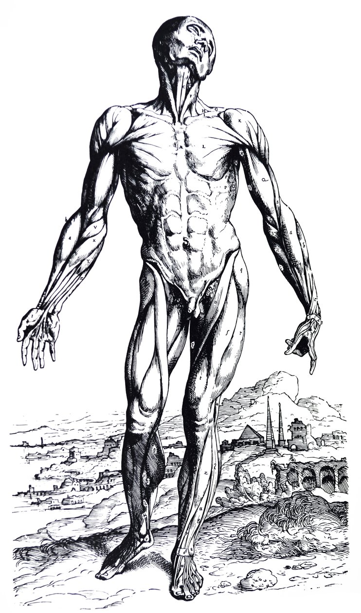 De platen uit het tweede boek van de De Humani Corporis Fabrica door Andreas Vesalius