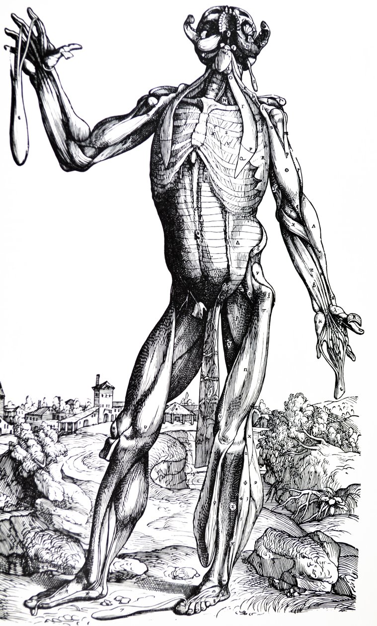 De platen uit het tweede boek van de De Humani Corporis Fabrica door Andreas Vesalius